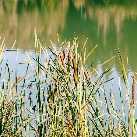 Viktoria - Viktoria 2 Apartmán *